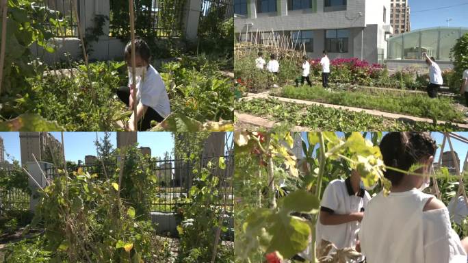 小学生走进菜园认识蔬菜果实