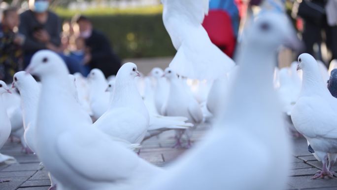 公园里的鸽子公园鸽子特写游客鸽子群白鸽和
