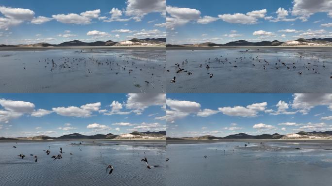 候鸟飞越湖面的慢镜头视频