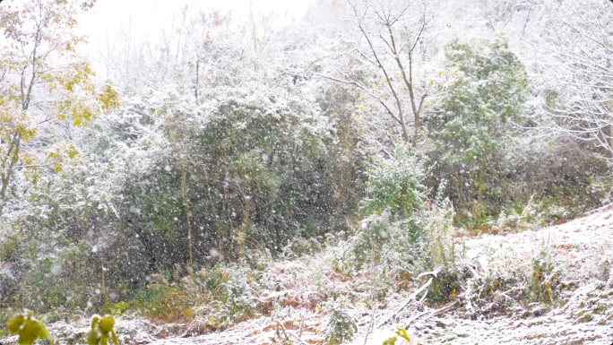 城市下雪南方下雪飘雪白雪鹅毛大雪贵阳下雪