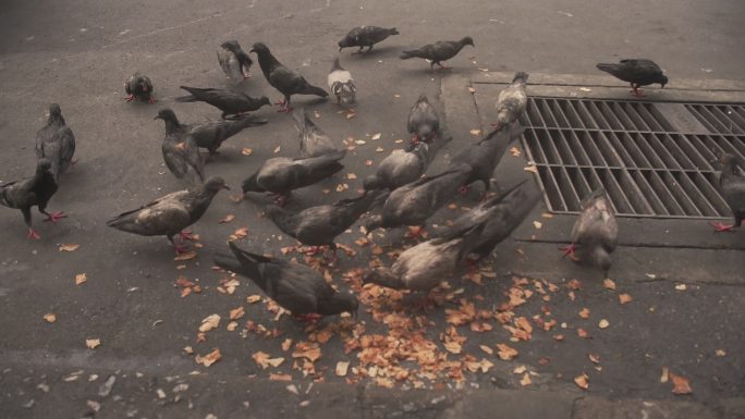 一群鸽子在街上吃东西