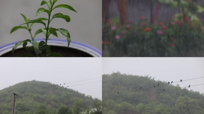 雨天  延时  雨中燕子