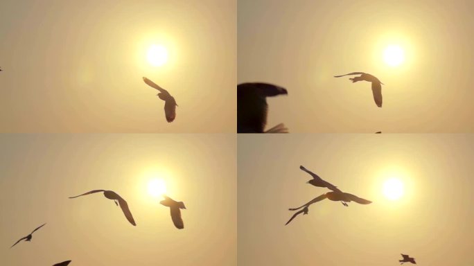 超慢动作海鸥飞行翱翔逆光飞鸟