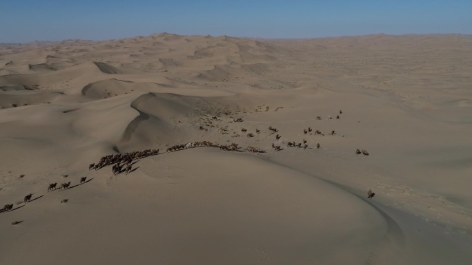 穿越大沙漠的骆驼群
