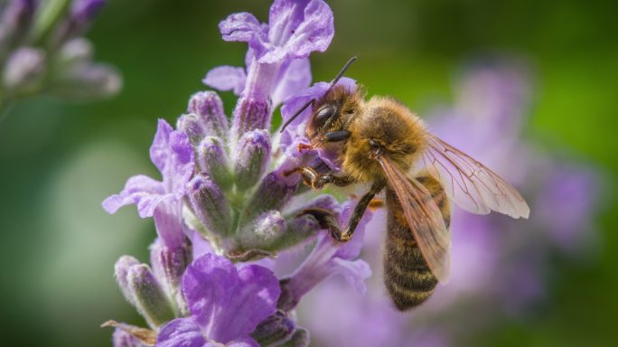 蜜蜂从薰衣草花中采集花粉