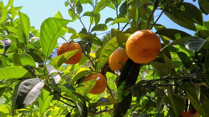 盛开的橘子树农产品桔子果园