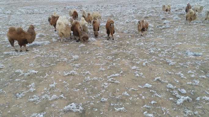 自然环境素材 绿色天然草原畜牧业 骆驼