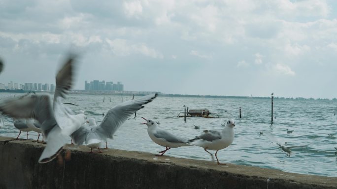 【4k】4k升格海鸥飞行