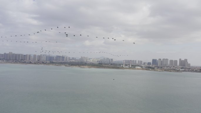 一群鹅在蓝天白云下飞过海滨城市