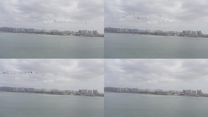 一群鹅在蓝天白云下飞过海滨城市