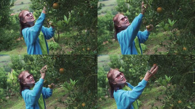 一名亚洲妇女在橘子园采摘有机橘子。