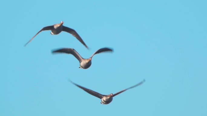 成群的鸟——在一个阳光明媚的春天，大白脸鹅（Anser albifrons）飞过天空。