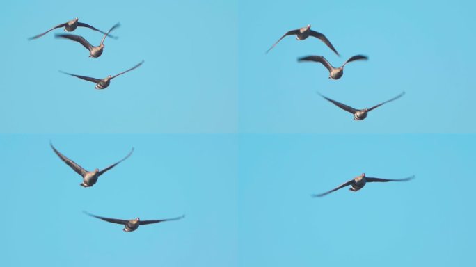 成群的鸟——在一个阳光明媚的春天，大白脸鹅（Anser albifrons）飞过天空。