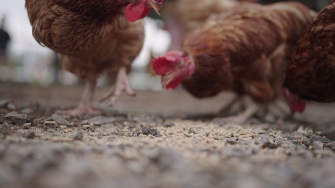 在农场吃鸡现代农业绿色生态农民三农养鸡高