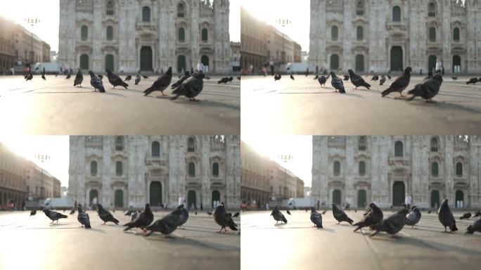 米兰城市广场上的鸽子