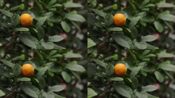 柑橘果实在树上成熟