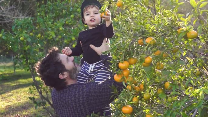 父亲和儿子在收集橙子