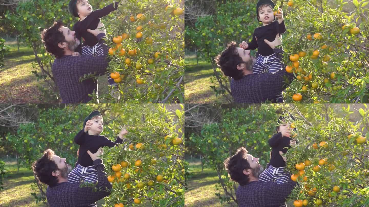 父亲和儿子在收集橙子