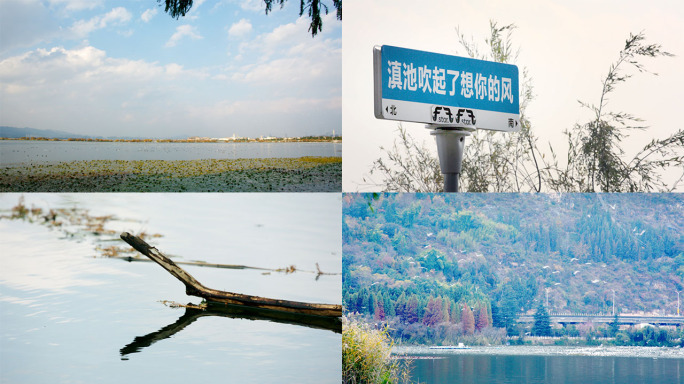 昆明滇池红嘴鸥