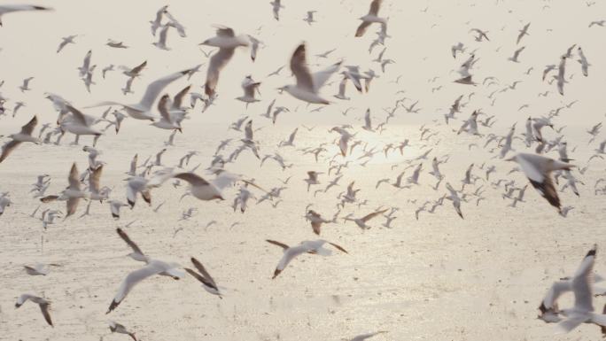 4k slo-mo，大群海鸟在海岸线飞行