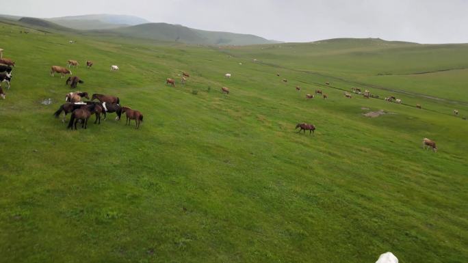 内蒙古 大草牛群4K航拍
