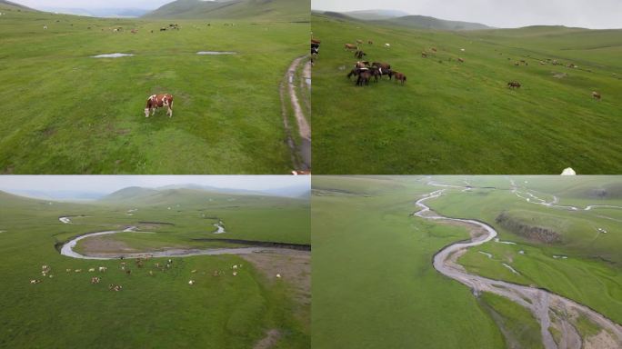 内蒙古 大草牛群4K航拍