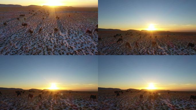骆驼视频 自然风光素材 骆驼日出