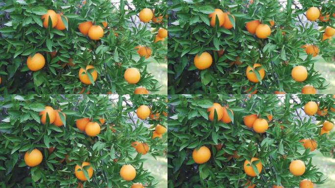 橙子树上多汁的新鲜橙子