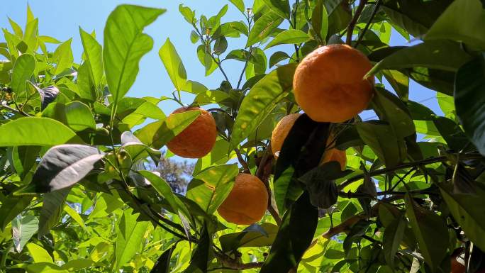 盛开的橘子树桔子果园农产品