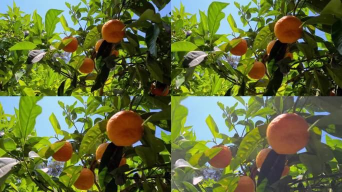 盛开的橘子树桔子果园农产品