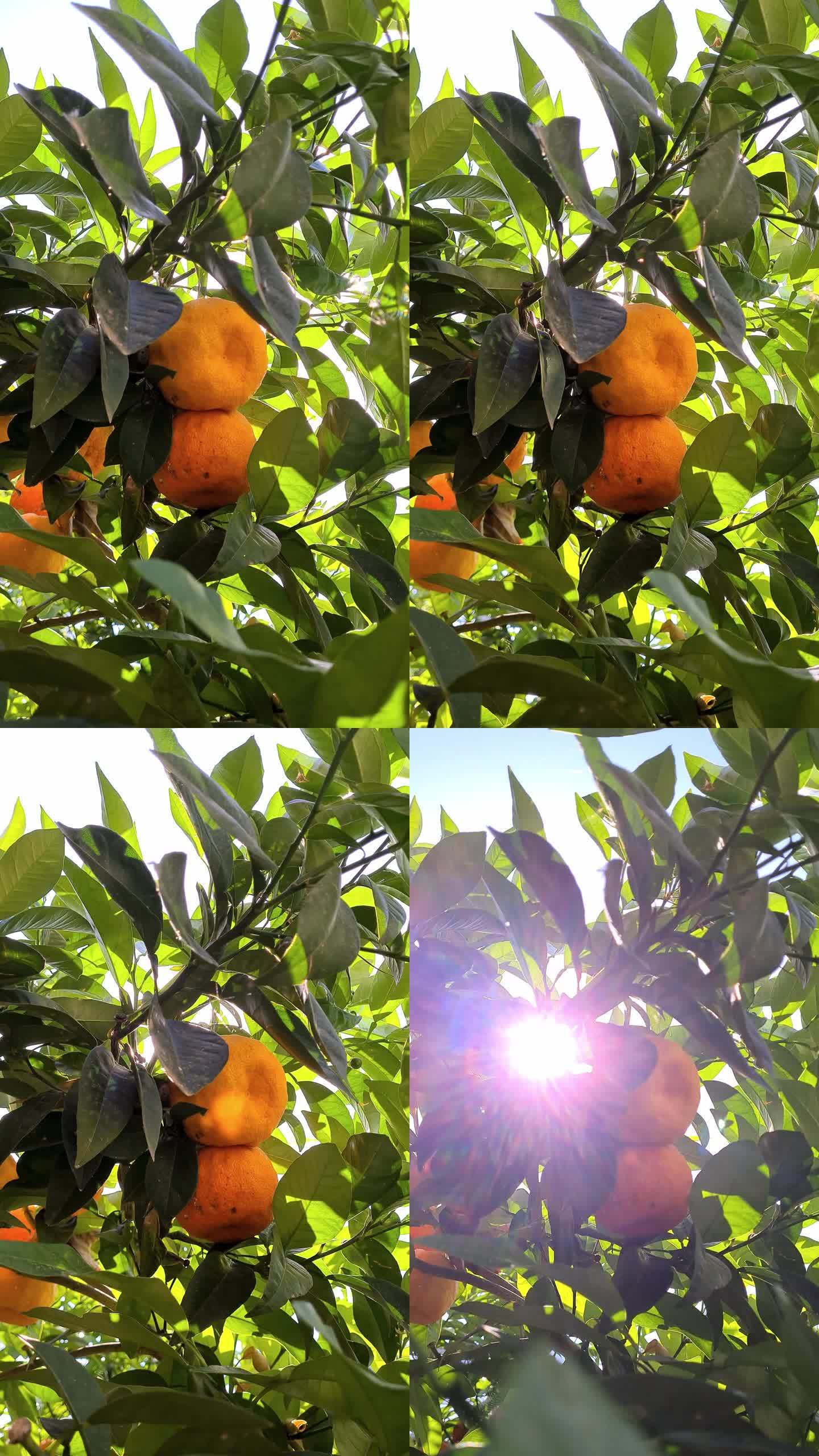 盛开的橘子树果园桔子园