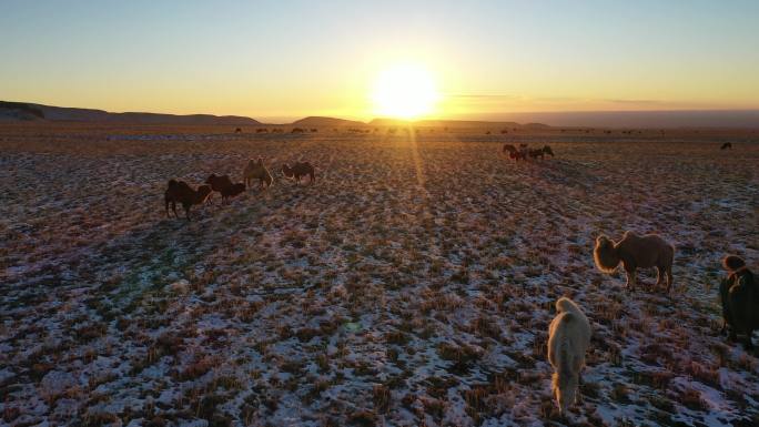 日出日落风光素材 骆驼日出