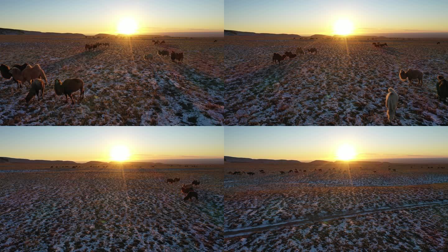 日出日落风光素材 骆驼日出