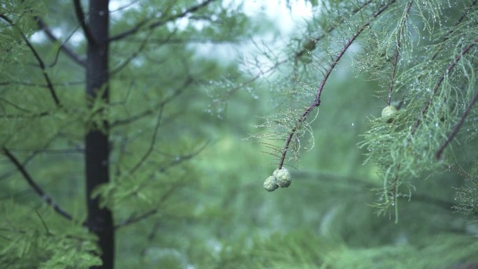 实拍升格下雨中松针松树松果水珠雨滴森林