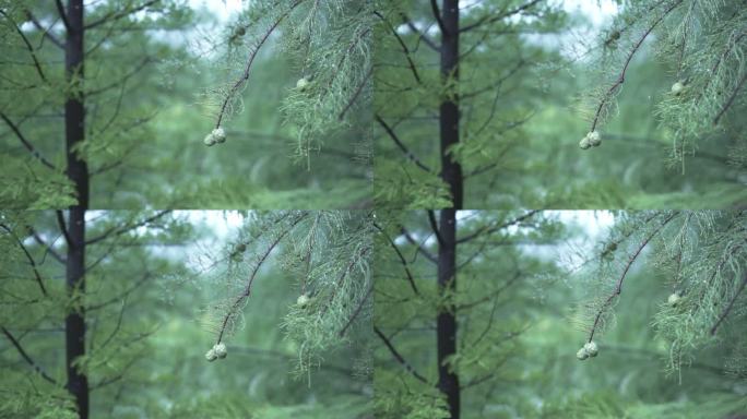 实拍升格下雨中松针松树松果水珠雨滴森林