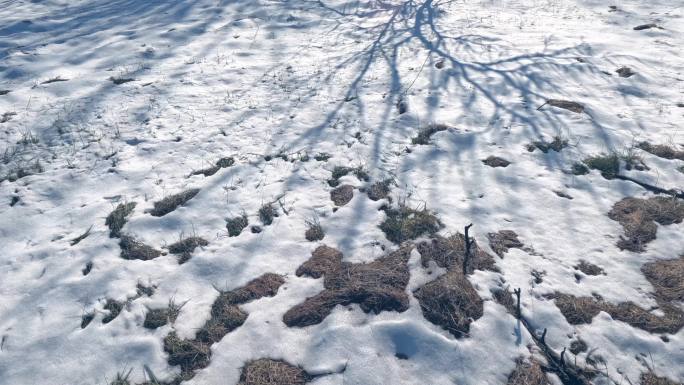 雪地光影树影移动延时立冬冬至雪地影子延时