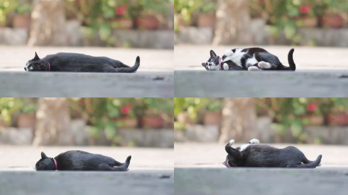 黑猫在地板上打滚小黑猫猫咪打滚
