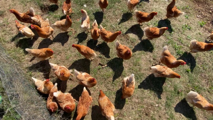 牧场上的鸡现代农业绿色生态农民三农养鸡