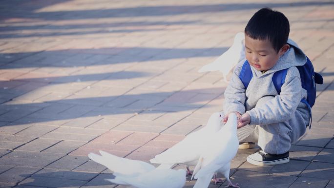 小男孩在公园里喂一群鸽子