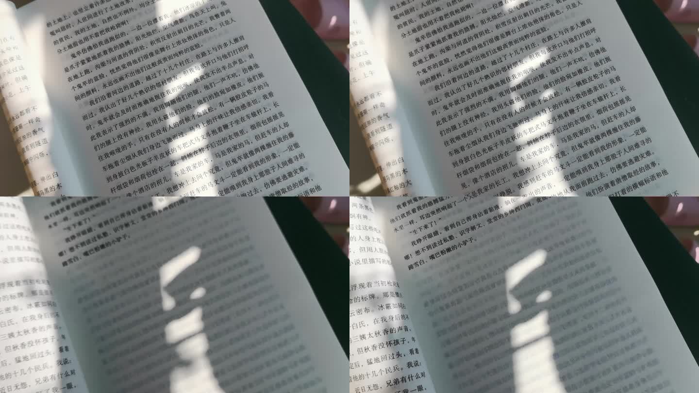 阳光下阅读书籍