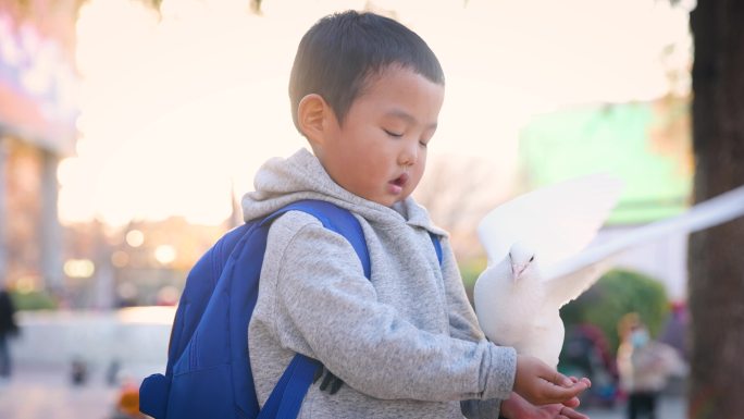 小男孩在公园里喂一群鸽子