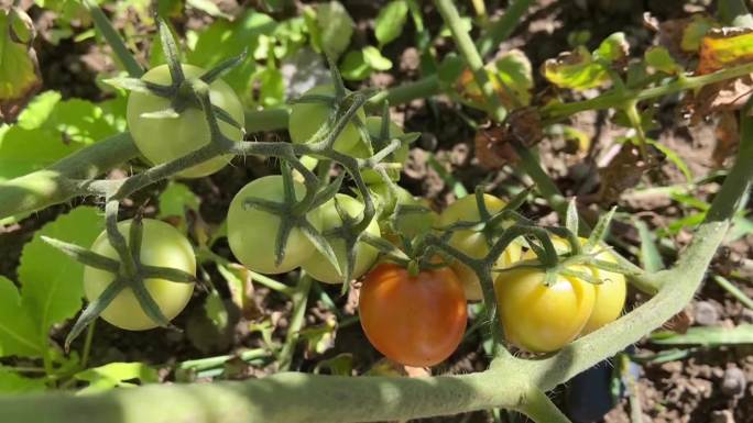 菜园里种植辣椒茄子西红柿