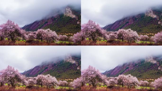 西藏林芝桃花