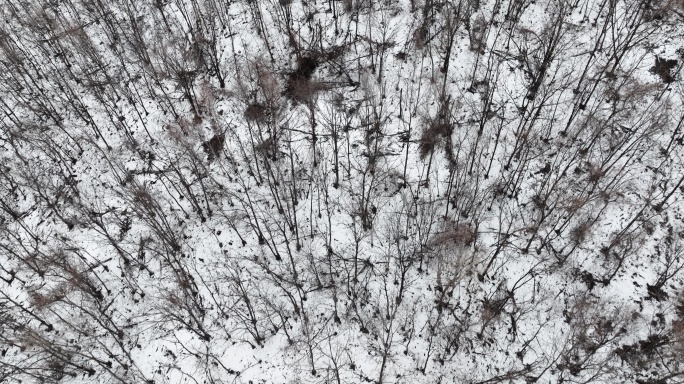 冬季航拍长白山森林雪景