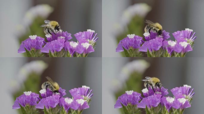 熊蜂蜜蜂采蜜特写频通用素材空镜头