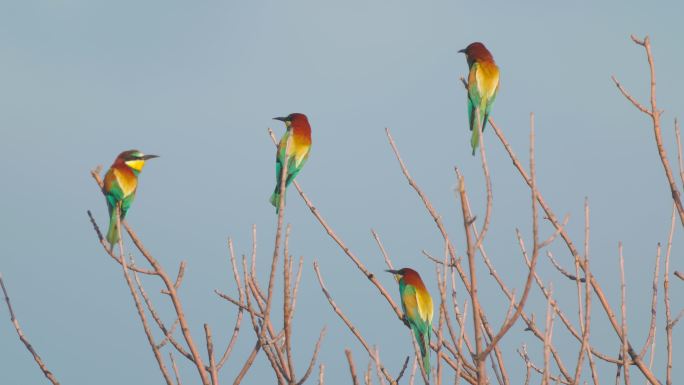 一群鸟——在一个阳光明媚的夏日傍晚，欧洲食蜂鸟（Merops apiaster）坐在灌木丛的树枝上。