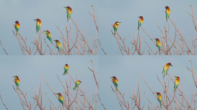 一群鸟——在一个阳光明媚的夏日傍晚，欧洲食蜂鸟（Merops apiaster）坐在灌木丛的树枝上。