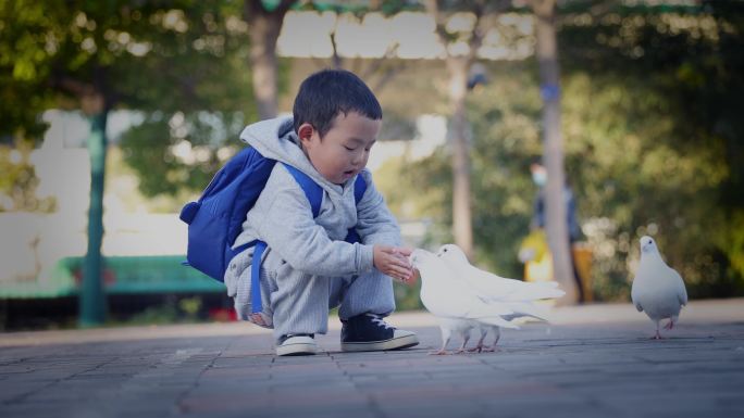 小男孩在公园里喂一群鸽子