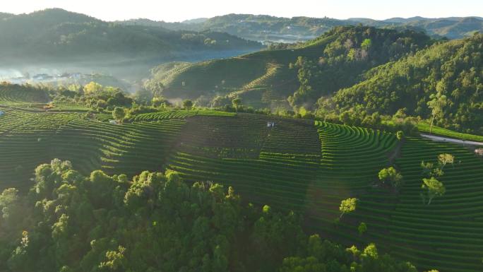 航拍茶山