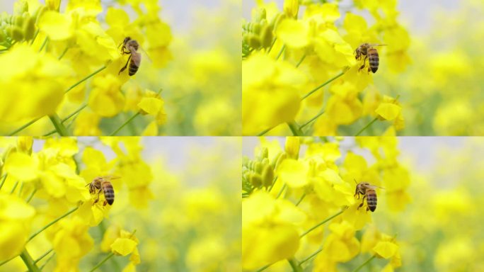 V1-春天田野里油菜花上采蜜蜜蜂特写镜头